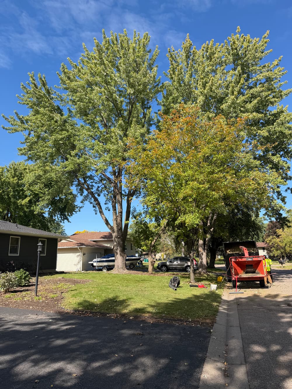Project Pine Tree Removal and Maple Pruning in Apple Valley, MN image