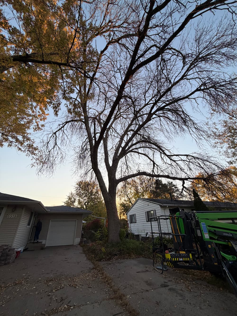 Gallery photos for Dead Ash Tree Removal in Minneapolis Done Right: Image #1