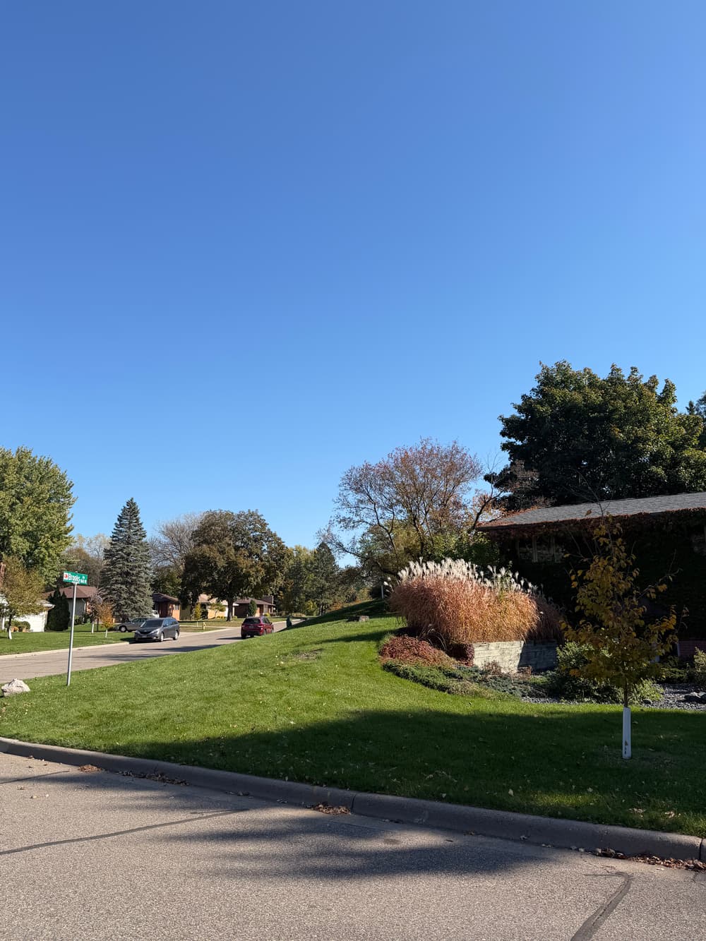 Dead Pine Tree Removal Done Right in Roseville, MN image