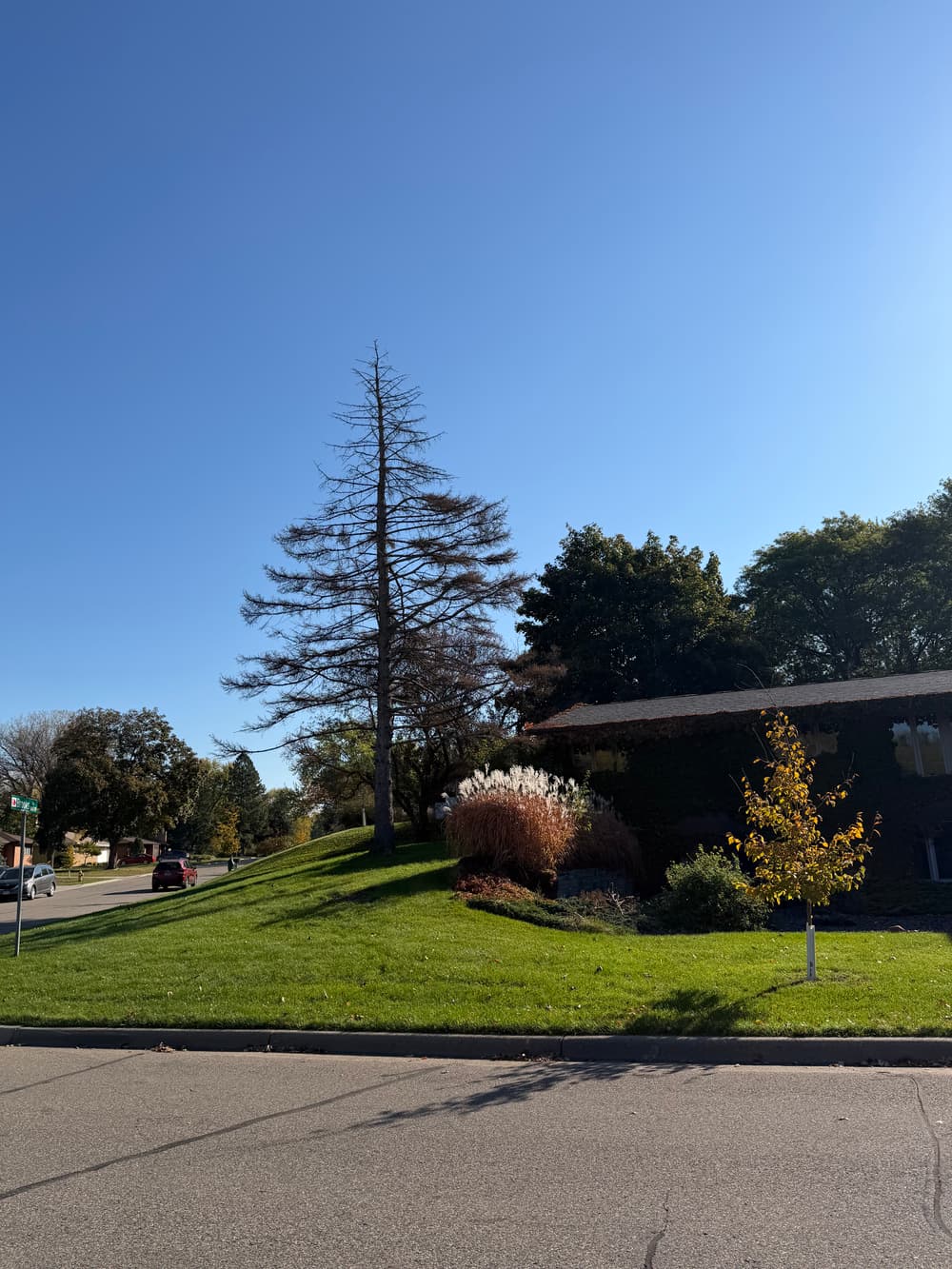 Gallery photos for Dead Pine Tree Removal Done Right in Roseville, MN: Image #1